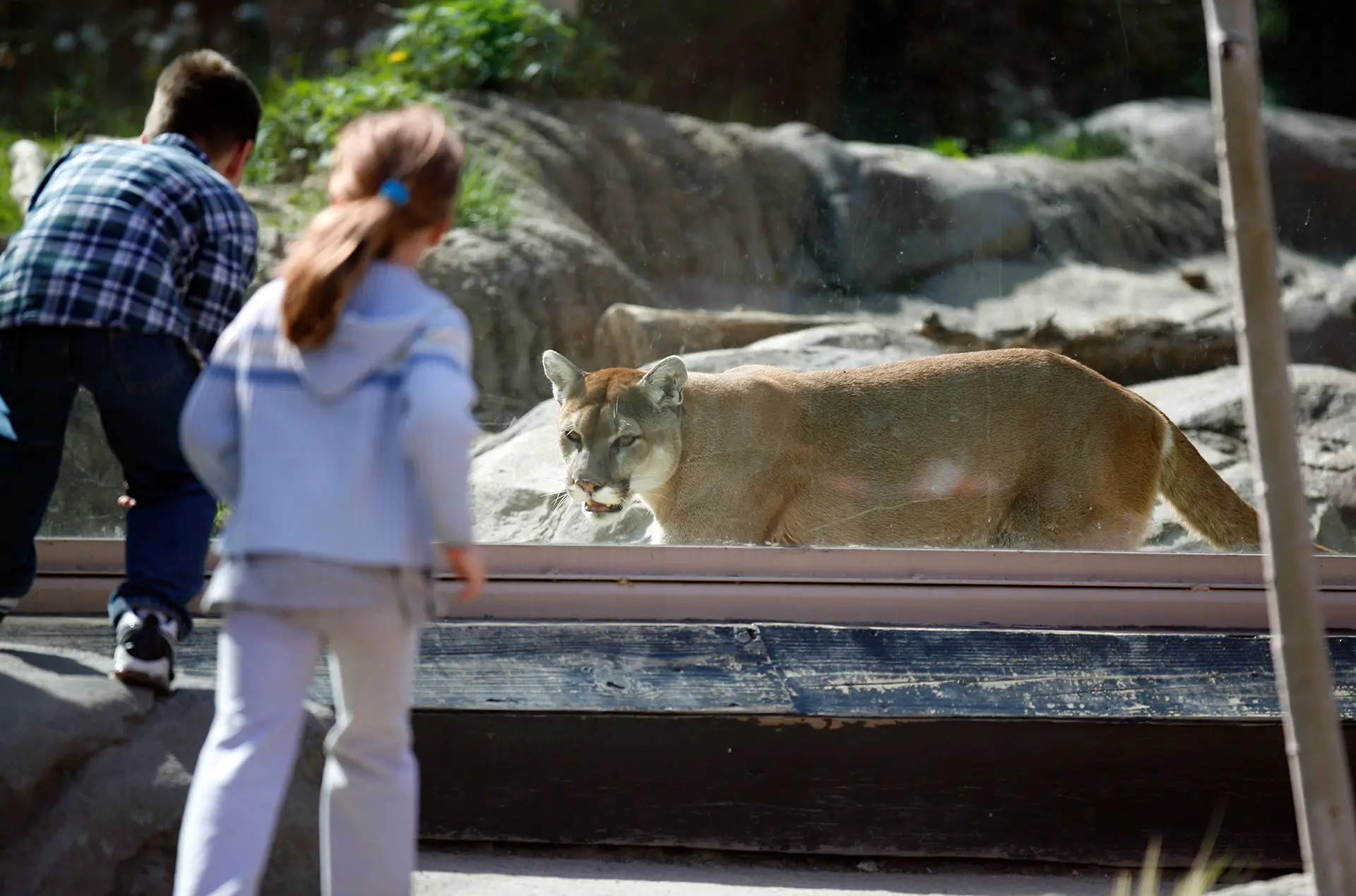 Zoo New England Stone Zoo: The Sierra Madre Exhibit